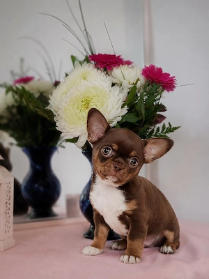 *Kräftiger schoko kh. Chihuahua Rüde Welpe ist noch frei mit Ahnentafel*