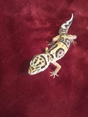 Leopardgecko Männlich 