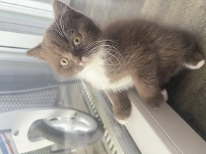 Reinrassige bkh kitten in chocolate white und cream 