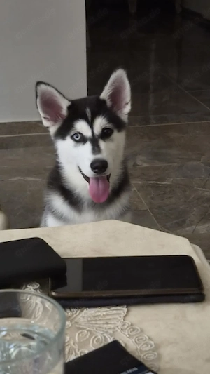 Husky Welpe Augen L-blau, R-braun  - 5 Monate