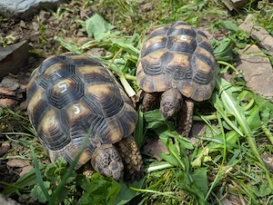 Breitrandschildkröte Testudo Marginata 