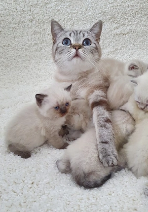 Bkh Kitten Blau Augen. 