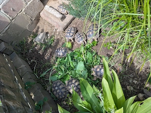 Breitrandschildkröte Testudo Marginata  Bild 3