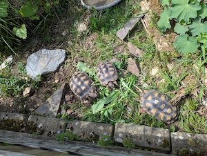 Breitrandschildkröte Testudo Marginata  Bild 2