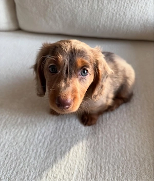 Mini Dackel Welpe sucht liebevolles Zuhause
