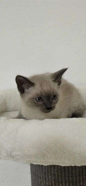 Süße BKH Katerchen sucht ein liebevolles Zuhause 