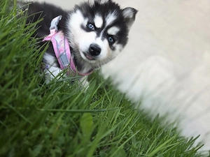 Husky Mädchen 9 Wochen 