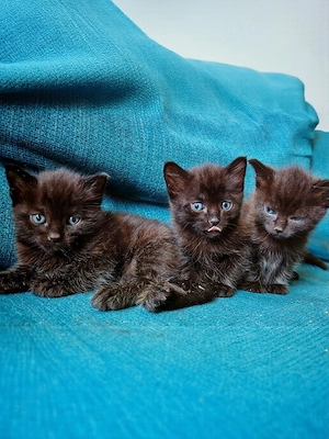Schwarze Kitten von Orientalisch-Kurzhaar-Mutter suchen liebevolles Zuhause