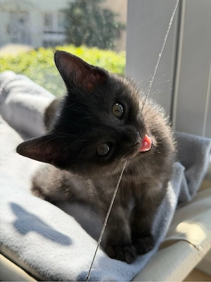    Süßes BKH Kitten sucht liebevolles Zuhause ab Juni 2026   