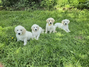 Golden Retriever Welpen 