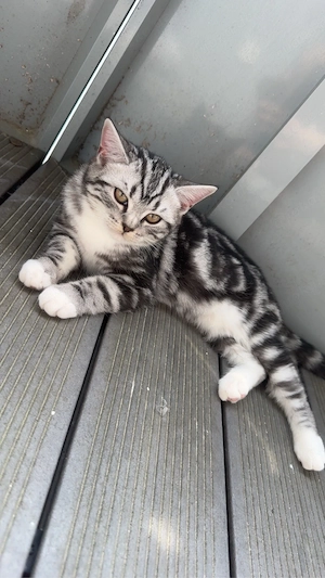 Ein süße amerikanische Kurzhaarkatze