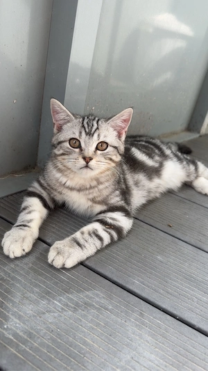 American Shorthair im Angebot 