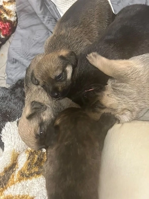 französiche bulldoge mix