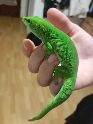 Madagaskar taggecko.