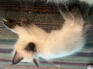 Heilige Birma Kitten 2 Jungs 
