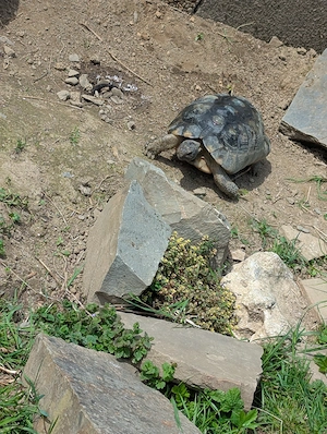 Breitrandschildkröte Testudo Marginata  Bild 4