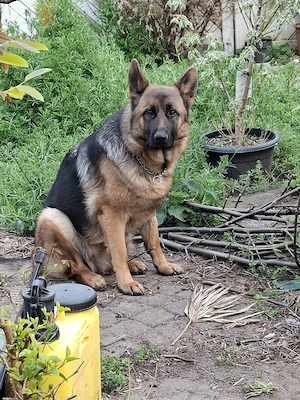 Deutscher Schäferhund Hündin 11 Monate mit schwarzer Maske+ Hundehütte 