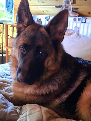 Schäferhund mit schwarzer Maske 10 Monate alt liebe Hündin.