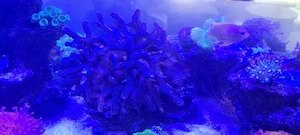 milka meerwasser Aquarium 