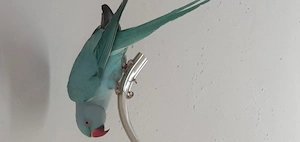 Süßer Halsbandsittich Männlich