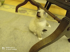 Ragdoll mit Stammbaum 