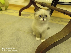 Ragdoll mit Stammbaum  Bild 2