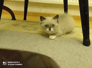 Ragdoll mit Stammbaum  Bild 3