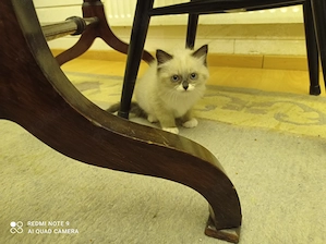 Ragdoll mit Stammbaum  Bild 4
