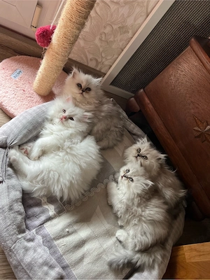 Vier Perserkitten 