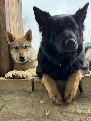 schäferhund & wolfshund