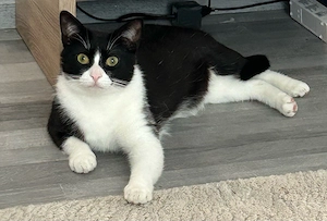 EKH Katze 