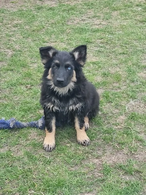 Kleiner Schäferhund Mischlingswelpe