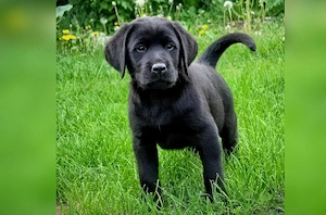 Zuckersüße Labradorwelpen suchen ein liebevolles Zuhause    