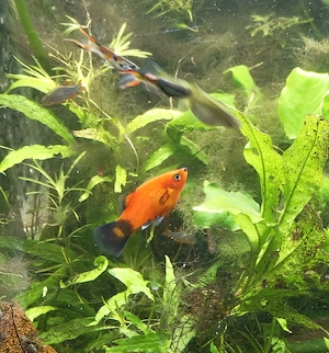platy Nachwuchs abzugeben 