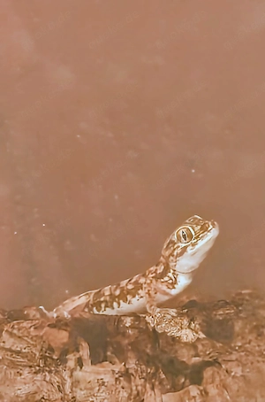 Suche: Stenodactylus Petrii 