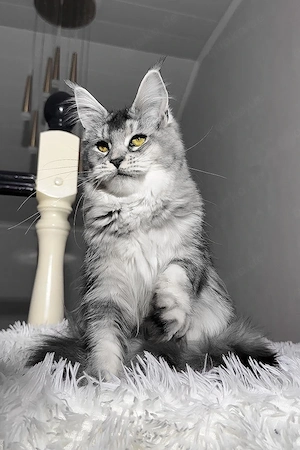 Prachtvolles Maine-Coon-Mix Katzenmädchen (6 Monate alt) | Kinderlieb & hervorragend sozialisiert!