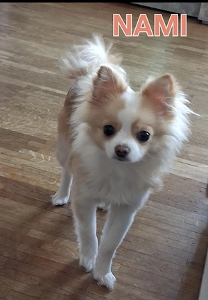 Pomchi Nami 