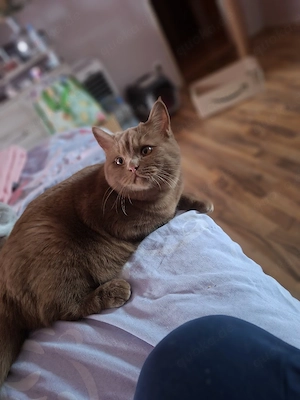 Cinnamon BKH Mädchen abzugeben ab Juli. 