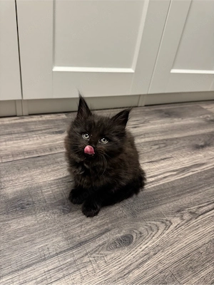 Maine Coon Kitten - ab sofort 