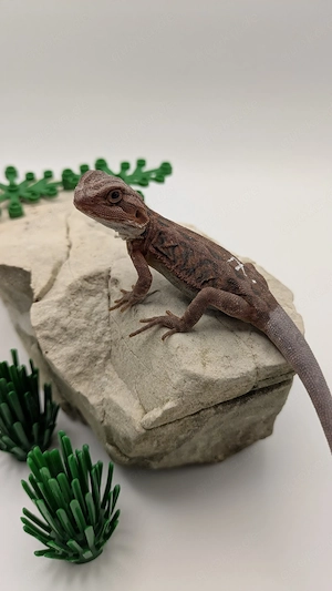 Bartagamen Hypo Red Organge   Dark Red Leatherback Translucent NZ26 Red Monster pogona Vitticeps 
