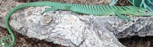 Varanus prasinus DNZ von  2026 