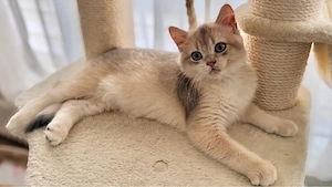 babykatzen