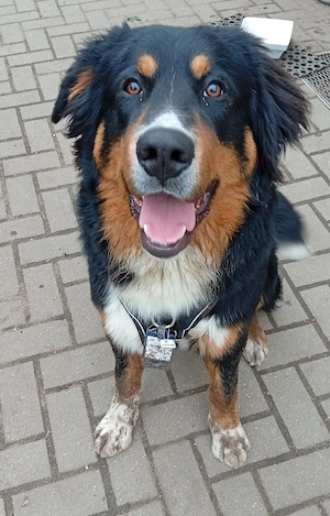 Berner Sennen Border Collie Junghund, 9 Monate nur in bestes Zuhause abzugeben 