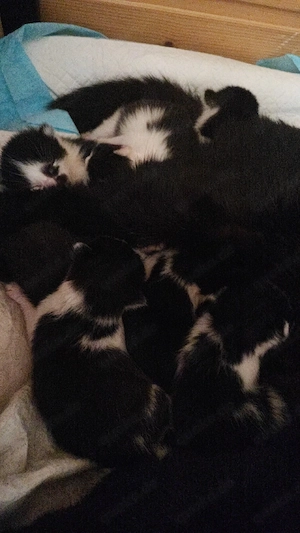 Katzenbabys 