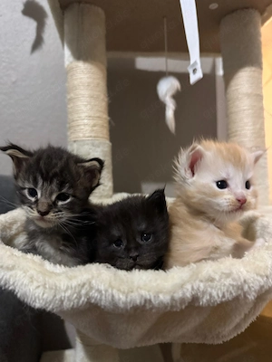 Maine Coon Kitten