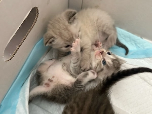 BKH Baby Katze Kitten