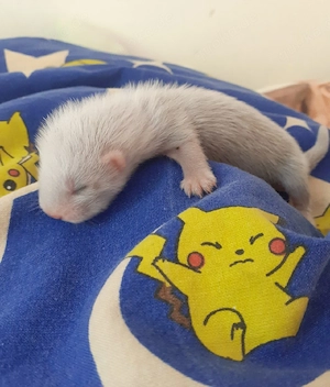 Frettchen Fähe ist wieder frei!
