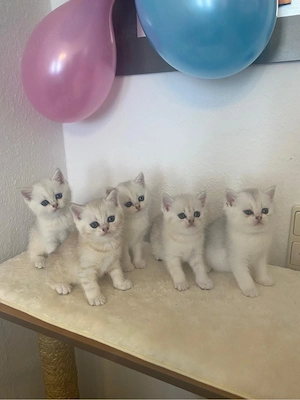 BKH Britisch kurzhaar Katze
