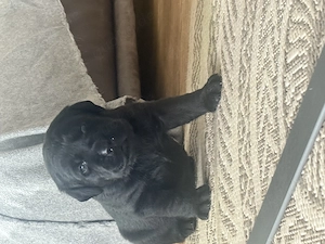 Wunderschöne Labradorwelpen sind auf der Suche