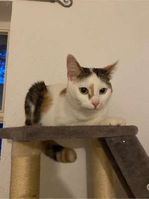 Liebevolle Katzendame sucht ihre Familie 